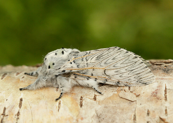 71.003 BF1995 Puss Moth Cerura vinula