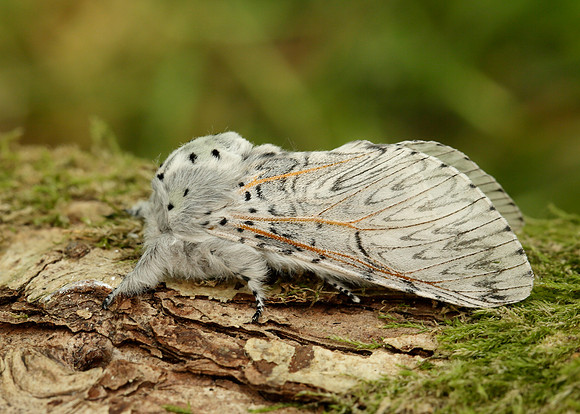 71.003 BF1995 Puss Moth Cerura vinula