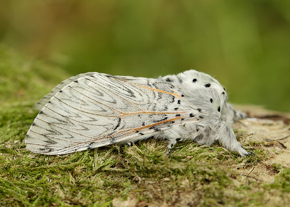 71.003 BF1995 Puss Moth Cerura vinula