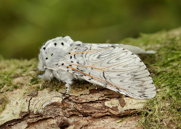 71.003 BF1995 Puss Moth Cerura vinula