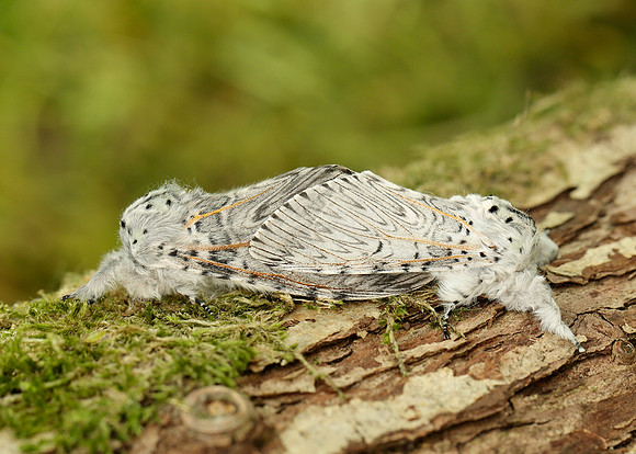 71.003 BF1995 Puss Moth Cerura vinula