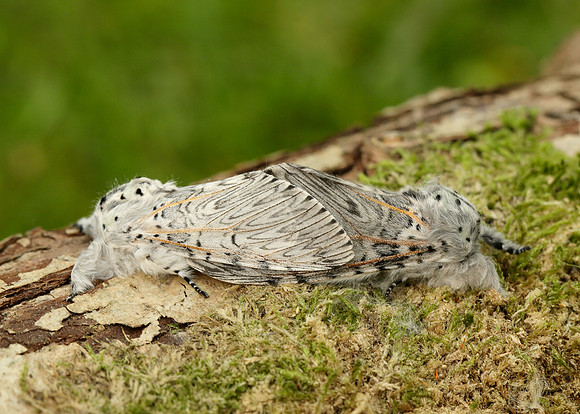 71.003 BF1995 Puss Moth Cerura vinula