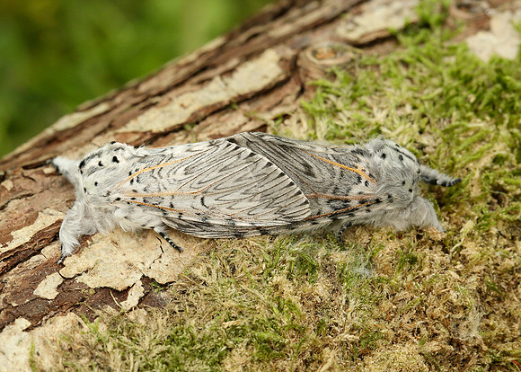 71.003 BF1995 Puss Moth Cerura vinula