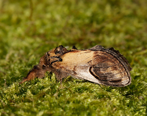 71.013 BF2003 Pebble Prominent Notodonta ziczac