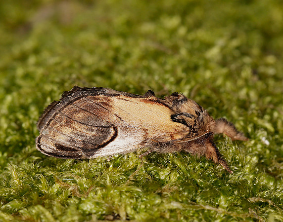 71.013 BF2003 Pebble Prominent Notodonta ziczac