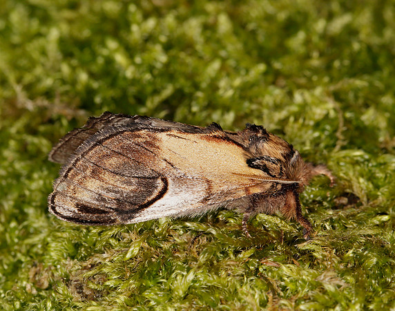 71.013 BF2003 Pebble Prominent Notodonta ziczac