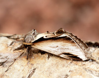 71.018 BF2006 Lesser Swallow Prominent Pheosia gnoma