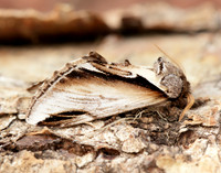 71.018 BF2006 Lesser Swallow Prominent Pheosia gnoma