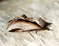 71.018 BF2006 Lesser Swallow Prominent Pheosia gnoma
