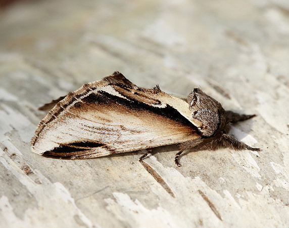 71.018 BF2006 Lesser Swallow Prominent Pheosia gnoma