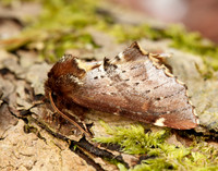 71.023 BF2010 Scarce Prominent Odontosia carmelita