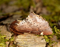 71.023 BF2010 Scarce Prominent Odontosia carmelita