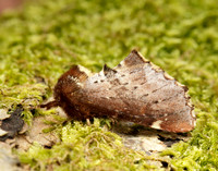 71.023 BF2010 Scarce Prominent Odontosia carmelita