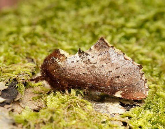 71.023 BF2010 Scarce Prominent Odontosia carmelita