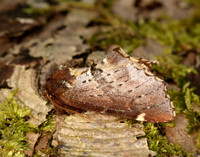 71.023 BF2010 Scarce Prominent Odontosia carmelita