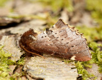 71.023 BF2010 Scarce Prominent Odontosia carmelita