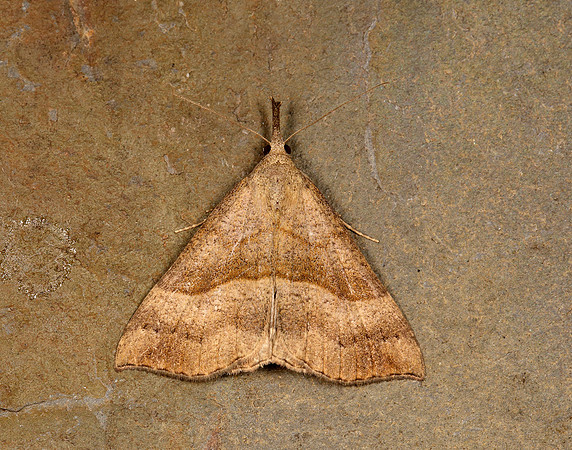 72.003 BF2477 Snout Hypena proboscidalis