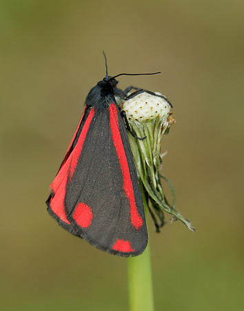 72.031 BF2069  Cinnabar Tyria jacobaeae