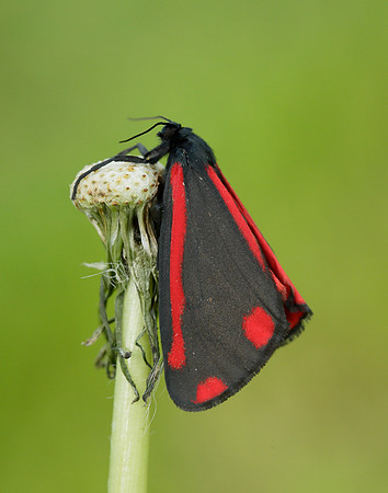 72.031 BF2069  Cinnabar Tyria jacobaeae