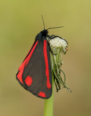 72.031 BF2069  Cinnabar Tyria jacobaeae