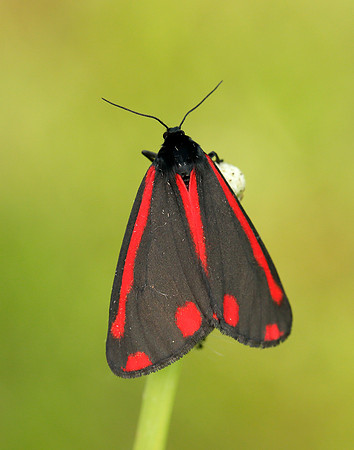 72.031 BF2069  Cinnabar Tyria jacobaeae
