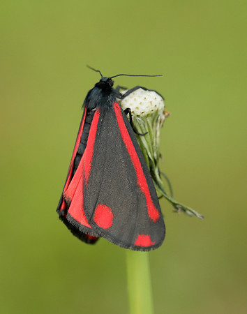 72.031 BF2069  Cinnabar Tyria jacobaeae