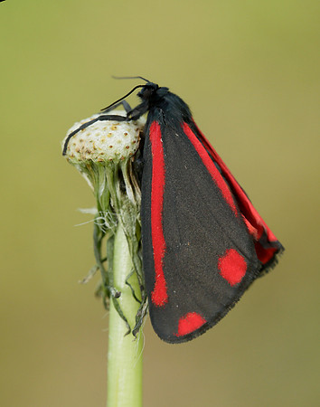 72.031 BF2069  Cinnabar Tyria jacobaeae