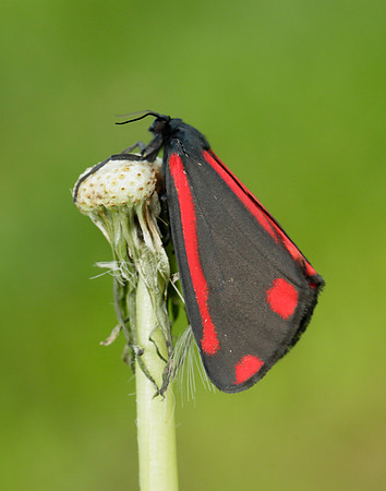72.031 BF2069  Cinnabar Tyria jacobaeae