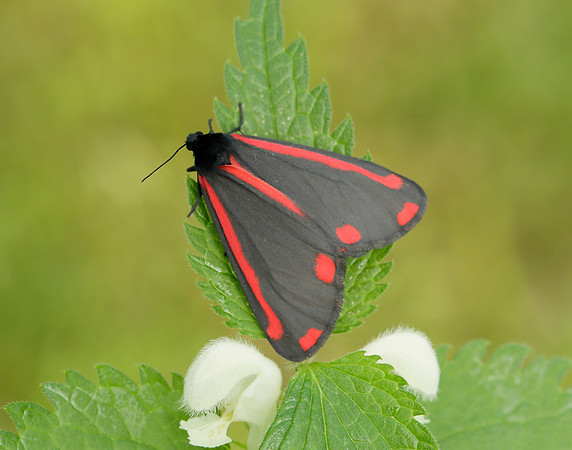 72.031 BF2069  Cinnabar Tyria jacobaeae