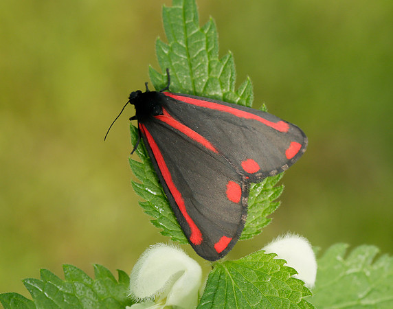72.031 BF2069  Cinnabar Tyria jacobaeae