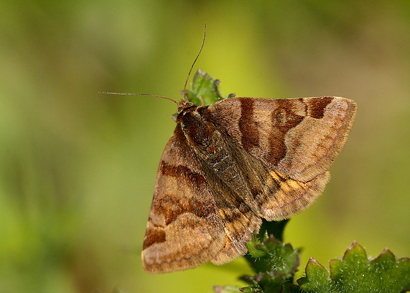 72.083 BF2463 Burnet Companion Euclidia glyphica