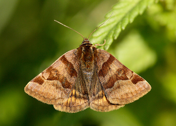 72.083 BF2463 Burnet Companion Euclidia glyphica