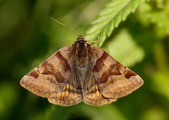 72.083 BF2463 Burnet Companion Euclidia glyphica