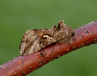 73.015 BF2441 Silver Y Autographa gamma