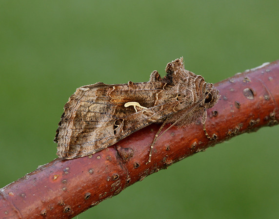 73.015 BF2441 Silver Y Autographa gamma