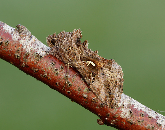 73.015 BF2441 Silver Y Autographa gamma