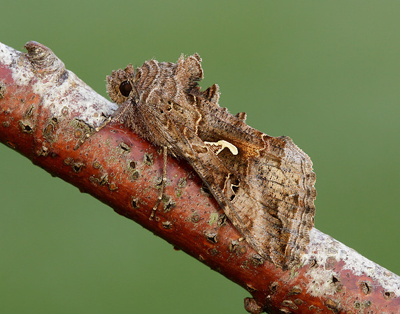73.015 BF2441 Silver Y Autographa gamma