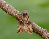73.015 BF2441 Silver Y Autographa gamma