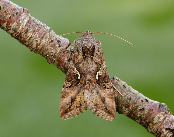 73.015 BF2441 Silver Y Autographa gamma