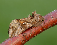 73.015 BF2441 Silver Y Autographa gamma