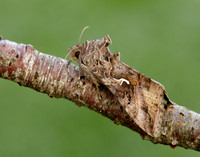 73.015 BF2441 Silver Y Autographa gamma