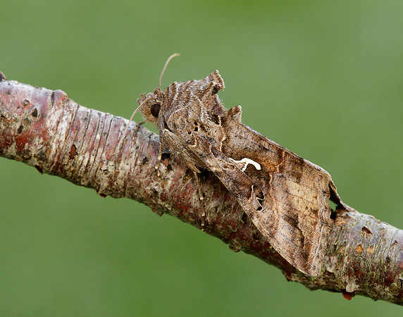 73.015 BF2441 Silver Y Autographa gamma