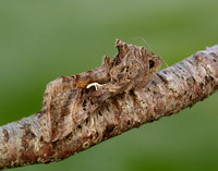 73.015 BF2441 Silver Y Autographa gamma