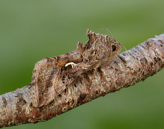 73.015 BF2441 Silver Y Autographa gamma