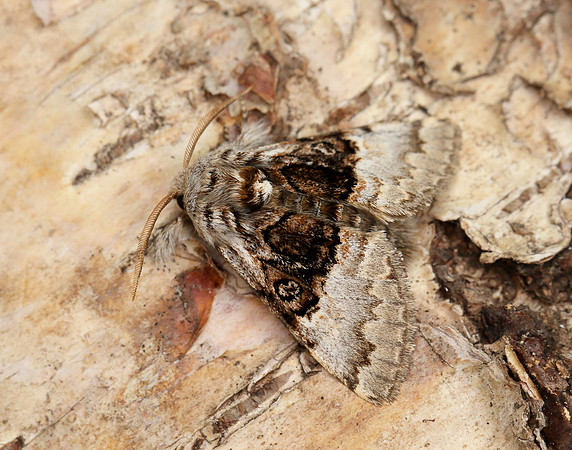 73.032 BF2425 Nut-tree Tussock Colocasia coryli