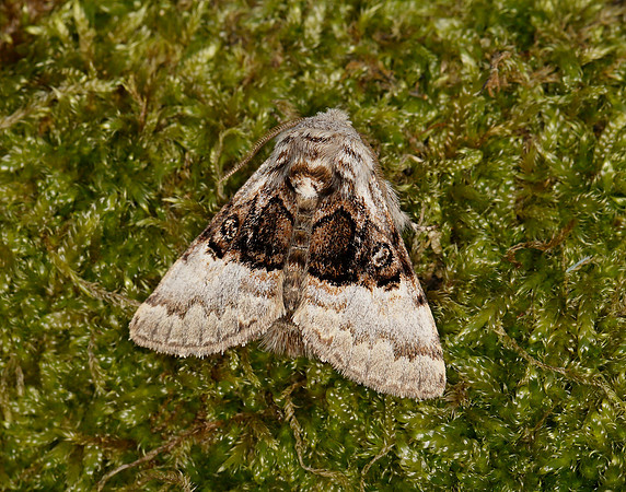 73.032 BF2425 Nut-tree Tussock Colocasia coryli