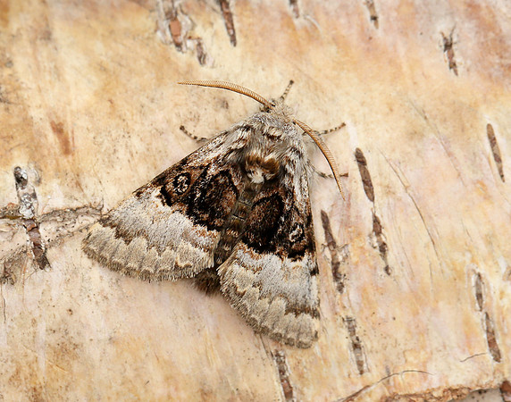 73.032 BF2425 Nut-tree Tussock Colocasia coryli