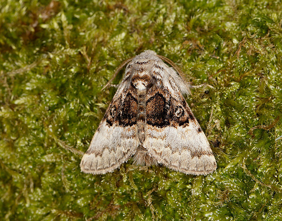 73.032 BF2425 Nut-tree Tussock Colocasia coryli