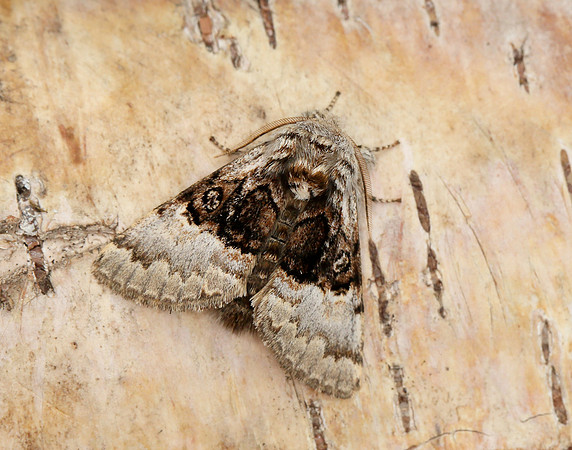 73.032 BF2425 Nut-tree Tussock Colocasia coryli
