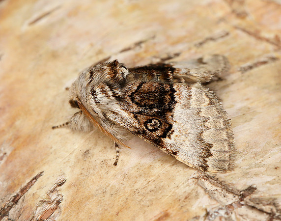 73.032 BF2425 Nut-tree Tussock Colocasia coryli